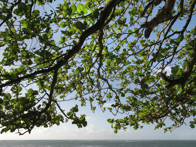 树枝和海洋。巴西