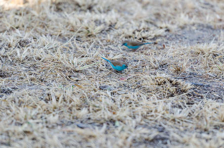 南非克鲁格公园的蓝蜡嘴鸟