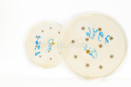 白底培养皿抗菌谱。培养皿上的大肠埃希菌