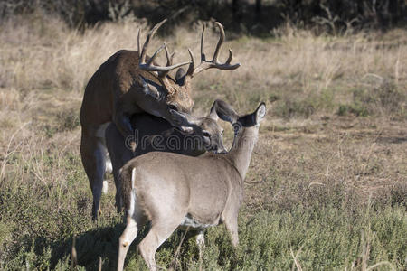 白尾公鹿在高温下繁殖母鹿照片