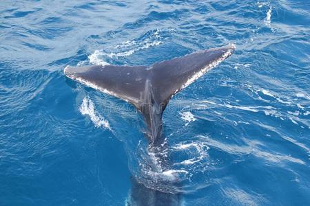 鲸鱼的尾巴