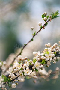 春暖花开的梅花