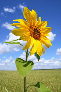 向日葵田间美丽日落向日葵向日葵有样子的为指已提到的人太阳光灿用
