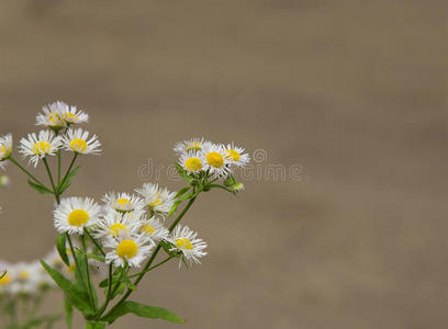 野雏菊