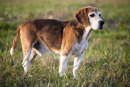 夏季农场狗夏季牧场上美丽的纯种聪明小猎犬照片