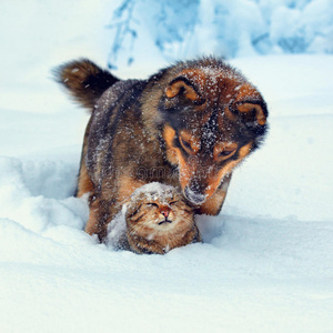 雪中的猫狗