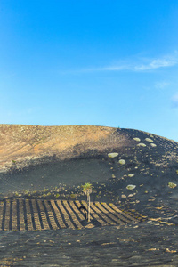 火山酒庄地区的棕榈树