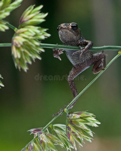 欧洲蟾蜍,蟾蜍15毫米宝宝照片