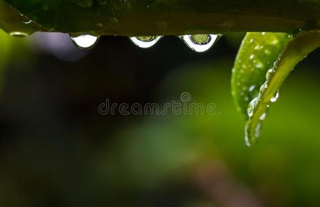 水露水背景