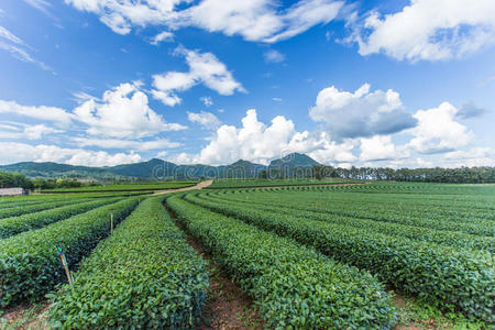 农业 场景 自然 成长 土地 卡梅伦 领域 小山 农场 马来西亚