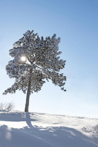 雪地里的树。