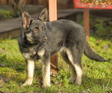 牧羊犬