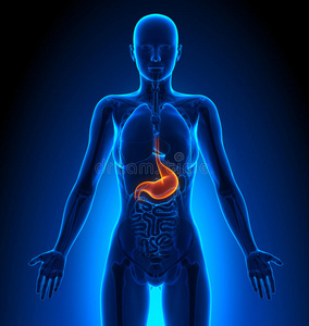 胃器官胃-女性器官-人体解剖学照片