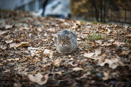 落叶上的猫