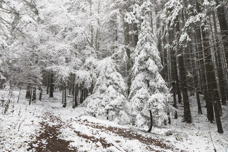 白雪皑皑的松树