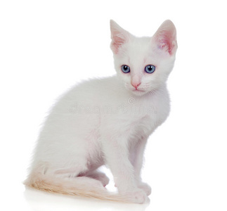蓝眼睛的小白猫