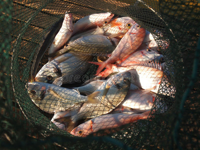 网鱼图片
