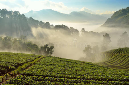 泰国清迈美丽的风景和新鲜的草莓农场