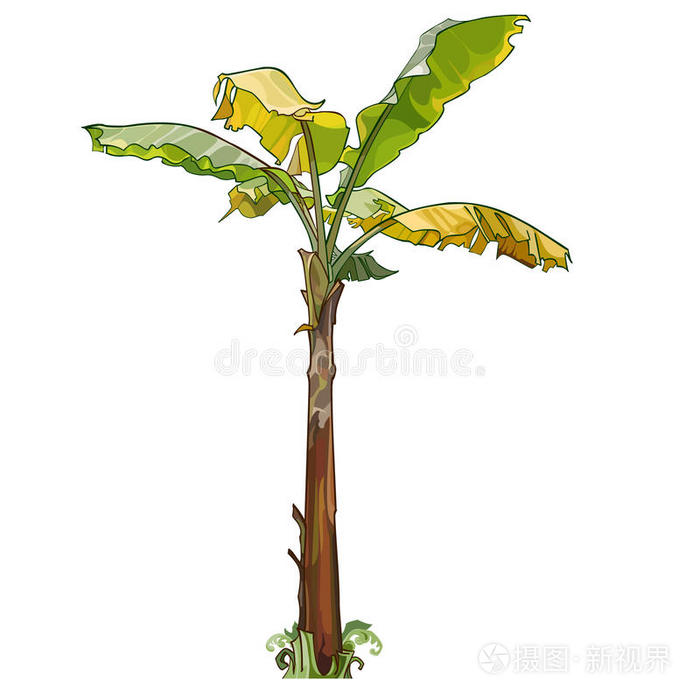 黄叶棕榈香蕉树