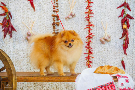 毛茸茸的斯皮茨狗和红辣椒照片