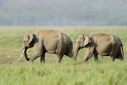 草原上的亚洲象照片