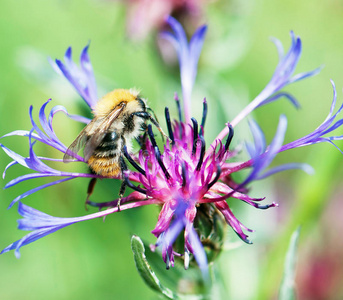 蜜蜂为美丽的矢车菊授粉