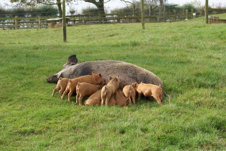农场或农田里的母猪和小猪。猪。