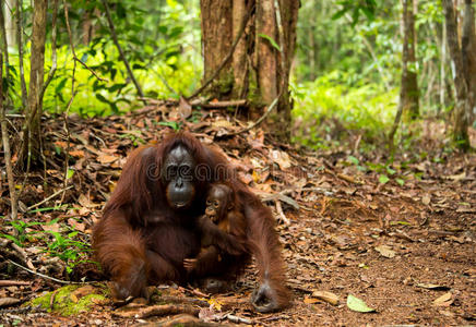 印度尼西亚婆罗洲的猩猩.照片