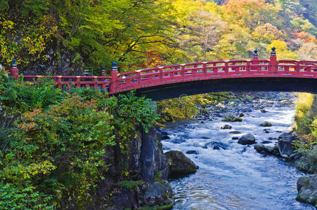 黄叶枫