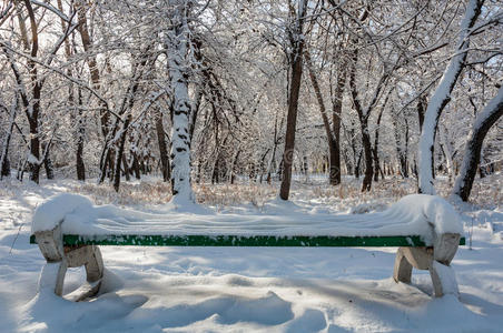 冬季雪地公园树木