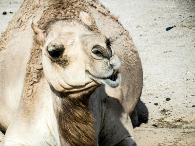 卡迈勒图片-卡迈勒素材-卡迈勒插画-摄图新视界