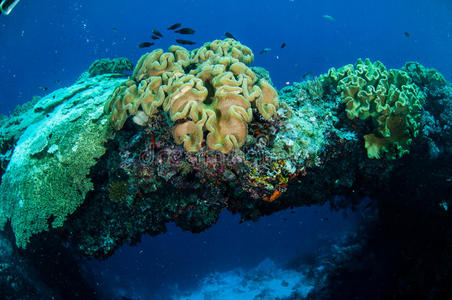 印度尼西亚班达蘑菇皮珊瑚水下照片