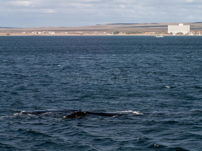 马德林港的露脊鲸