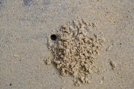 螃蟹洞图片-螃蟹洞素材-螃蟹洞插画-摄图新视界