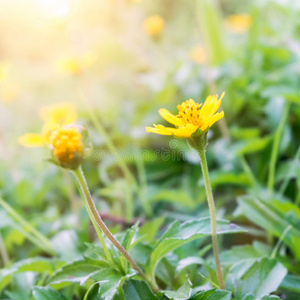 花园 植物 早晨 太阳 季节 自然 花瓣 美丽的 时间 春天