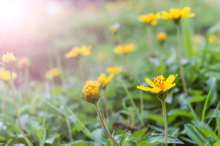 自然 阳光 春天 早晨 植物 夏天 植物区系 公园 花瓣