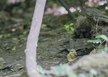 明纹花松鼠照片