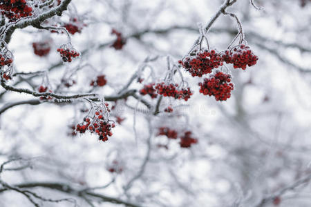 冬天的早晨，浆果上覆盖着白霜