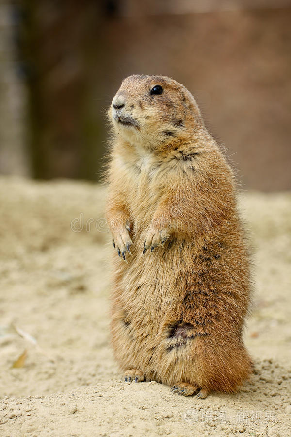 地鼠四处张望