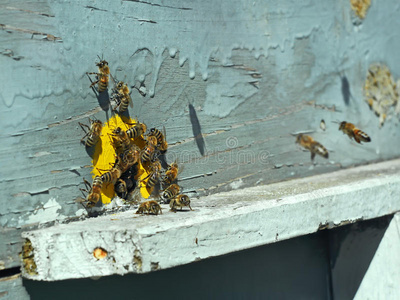 蜜蜂在蜂房的出水口上