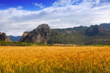 小山 传统 环境 种植园 领域 阿尔塔 夏天 小麦 攀登