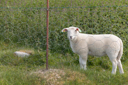 有趣的 羔羊 牲畜 草地 生活 耳朵 领域 农业 小孩 哺乳动物