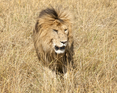 东非狮子panthera leo nubica