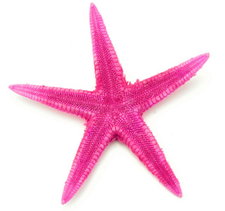粉红色的海星，孤立在白色背景上