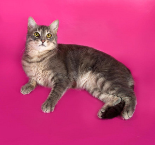 条纹灰猫躺在粉红色的