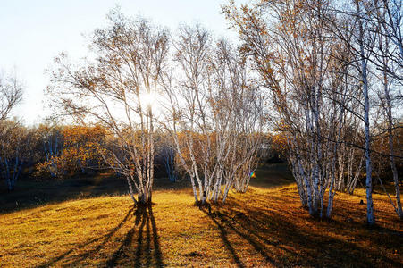 白桦林和阴影夕阳