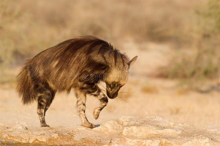 大草原狼棕色土狼摆在岩石上照片