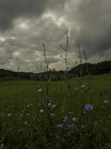 暴风雨前的绿色草地