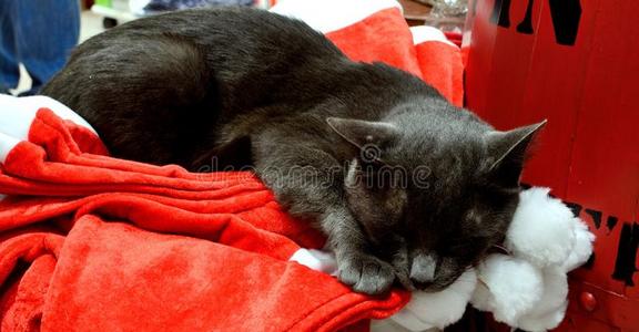 猫,宠物,瞌睡虫,动物,圣诞节时间,圣诞节照片