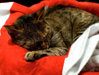 猫,宠物,瞌睡虫,动物,圣诞节时间,圣诞节照片